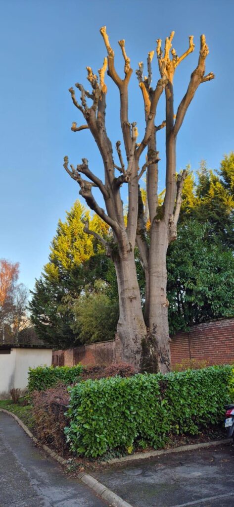 Résidence Les Veneurs - Arbre taillé